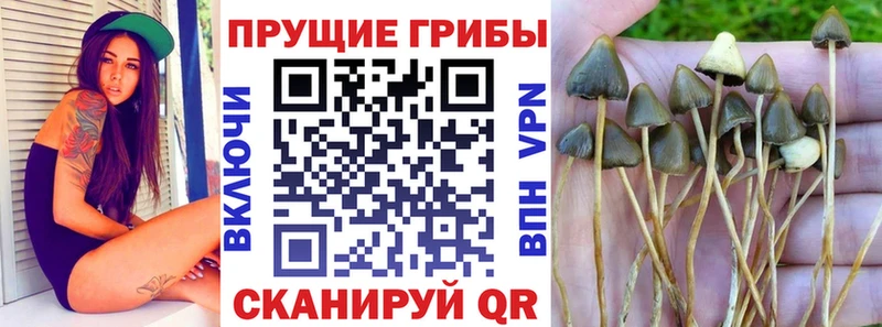 наркота  Салават  Галлюциногенные грибы GOLDEN TEACHER 