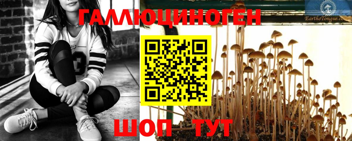 Салават  Галлюциногенные грибы Psilocybe  Вход с VPN 